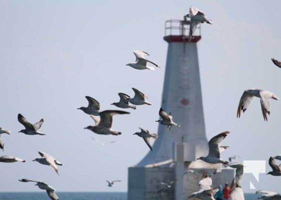 July 12, 2025 Victoria Beach Cobourg4585
