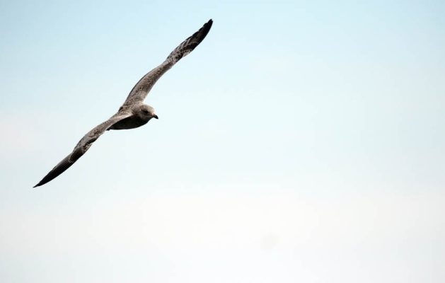 July 17, 2025 seagull4788