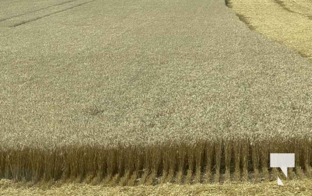 July 30, 2025 Combine Harvesting5363