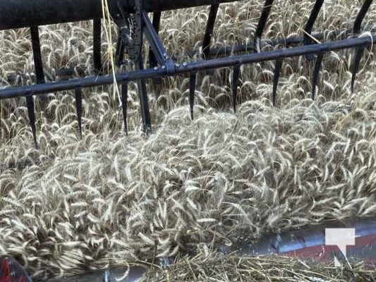 July 30, 2025 Combine Harvesting5364