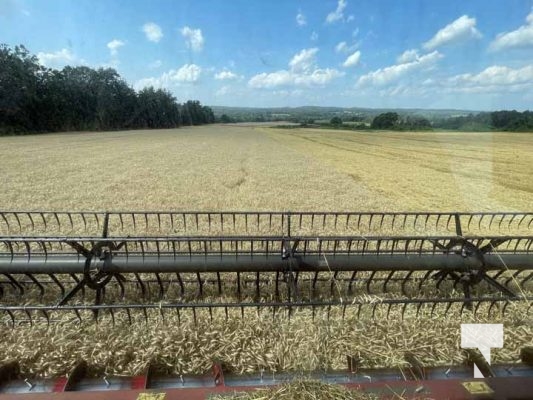 July 30, 2025 Combine Harvesting5365