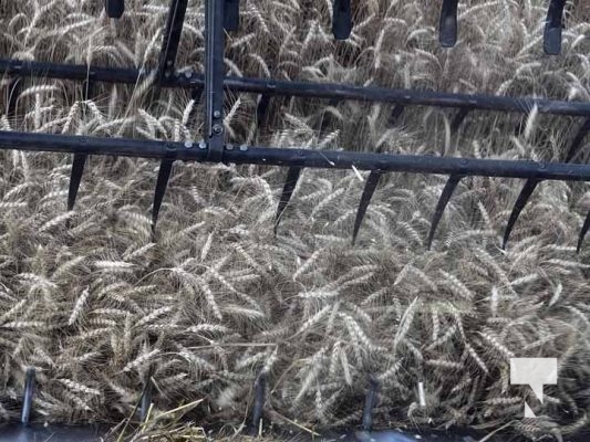 July 30, 2025 Combine Harvesting5367