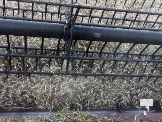 July 30, 2025 Combine Harvesting5368