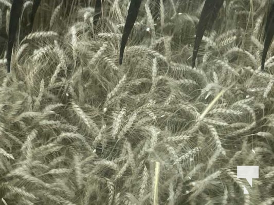 July 30, 2025 Combine Harvesting5369