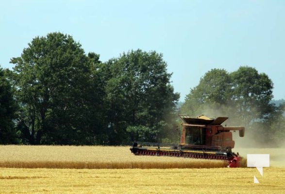 July 30, 2025 Combine Harvesting5370