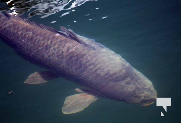 August 11, 2025 carp5659