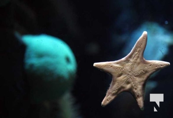 August 15, 2025 Ripleys Aquarium 0020