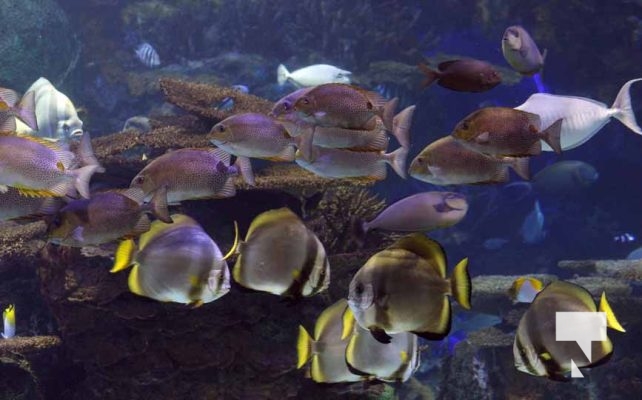 August 15, 2025 Ripleys Aquarium 0024
