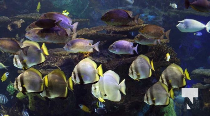 August 15, 2025 Ripleys Aquarium 0025