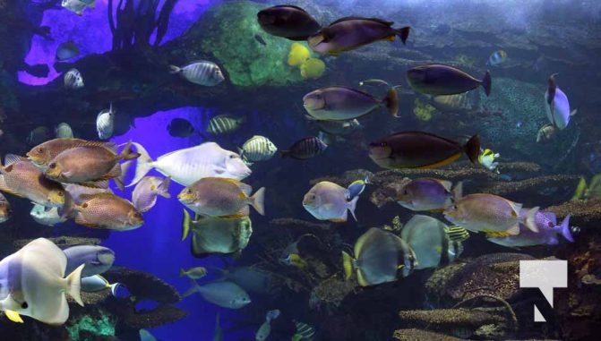 August 15, 2025 Ripleys Aquarium 0026