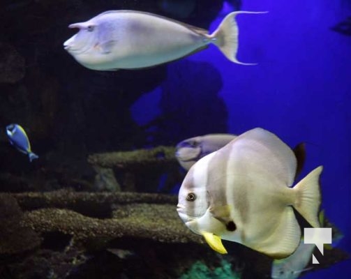 August 15, 2025 Ripleys Aquarium 0028