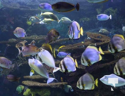 August 15, 2025 Ripleys Aquarium 0030