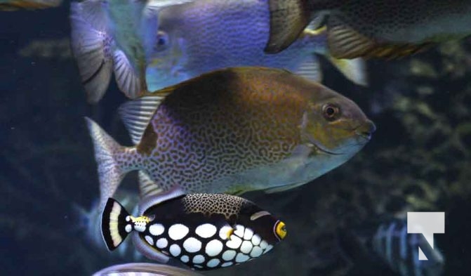 August 15, 2025 Ripleys Aquarium 0031