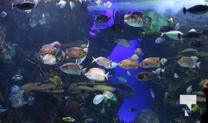 August 15, 2025 Ripleys Aquarium 0032