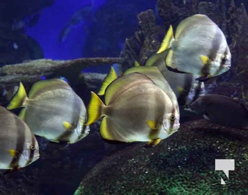 August 15, 2025 Ripleys Aquarium 0034