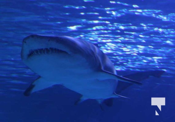 August 15, 2025 Ripleys Aquarium 0038