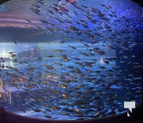 August 15, 2025 Ripleys Aquarium 0043