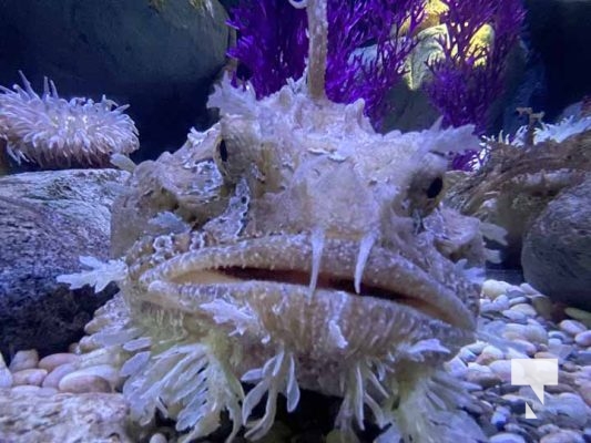 August 15, 2025 Ripleys Aquarium 0044