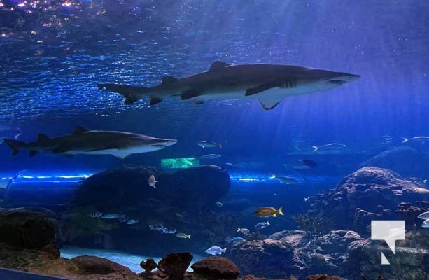 August 15, 2025 Ripleys Aquarium 0045