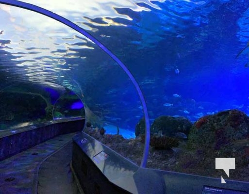 August 15, 2025 Ripleys Aquarium 0046
