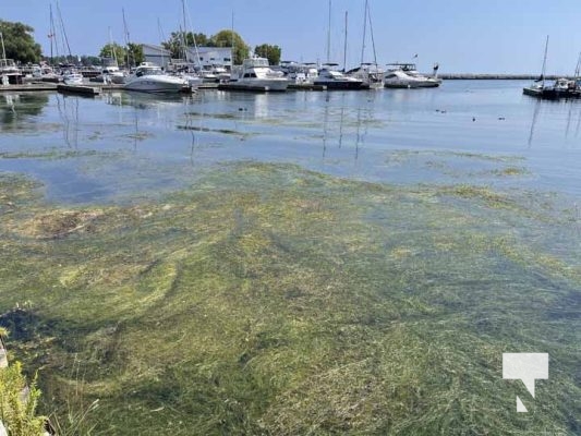 August 16, 2025 Weeds Cobourg Harbour5762