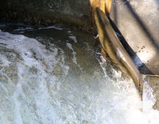 August 22, 2025 salmon 0211