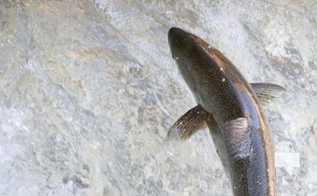 August 22, 2025 salmon 0212