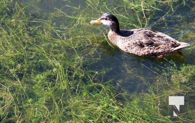August 26, 2025 Ducks 0356
