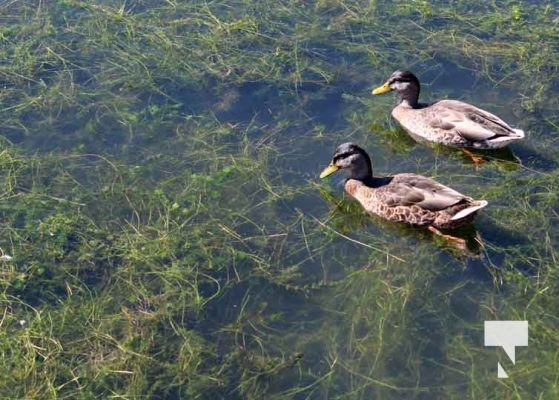 August 26, 2025 Ducks 0357