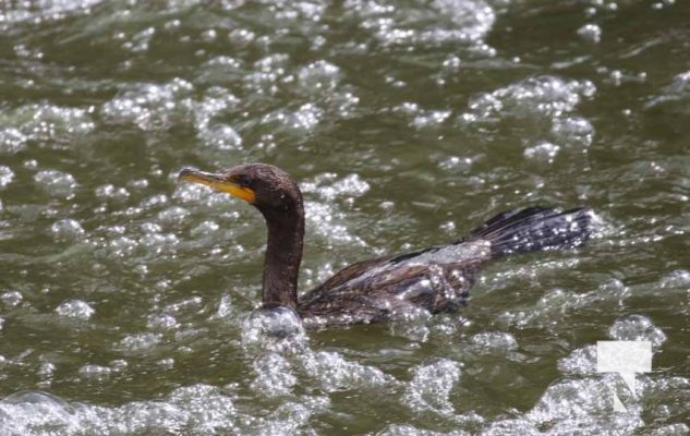 August 27, 2025 Cormorant 0382