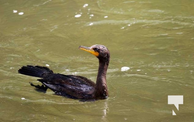 August 27, 2025 Cormorant 0383