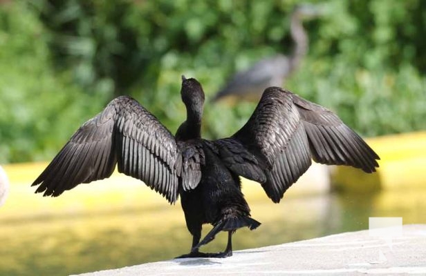 August 27, 2025 Cormorant 0384