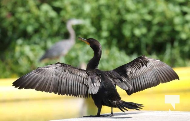 August 27, 2025 Cormorant 0385