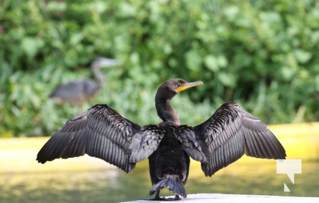 August 27, 2025 Cormorant 0386
