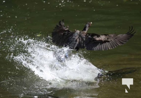 August 27, 2025 Cormorant 0387