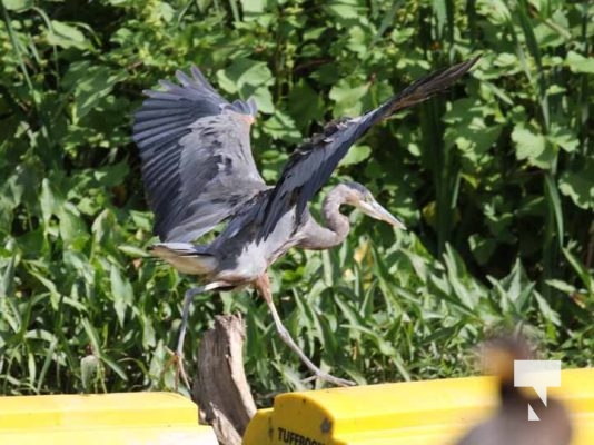August 27, 2025 Heron 0388