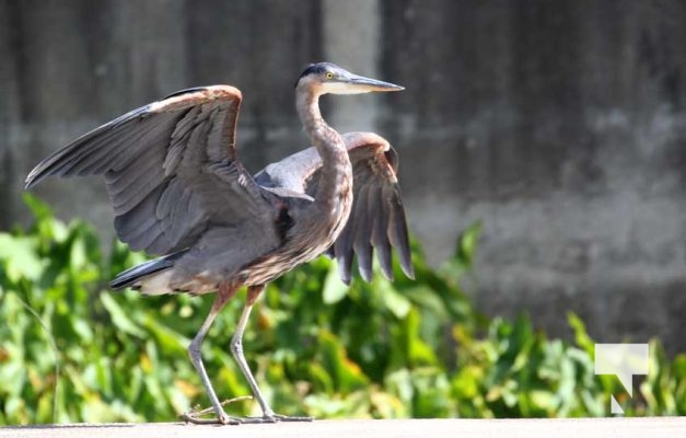 August 27, 2025 Heron 0389