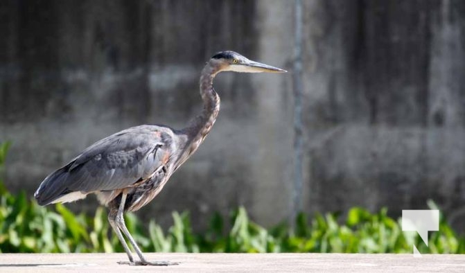 August 27, 2025 Heron 0390