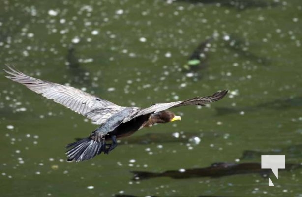 August 27, 2025 Heron 0391
