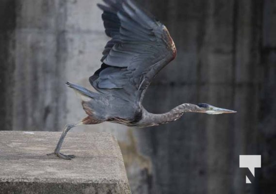 August 27, 2025 Heron 0393