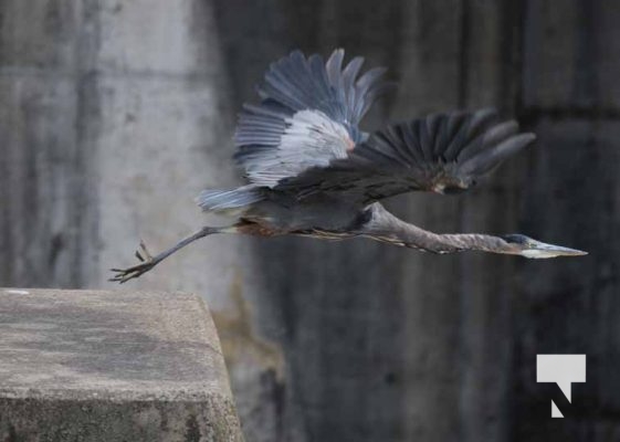 August 27, 2025 Heron 0394