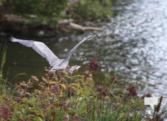 August 27, 2025 Heron 0395