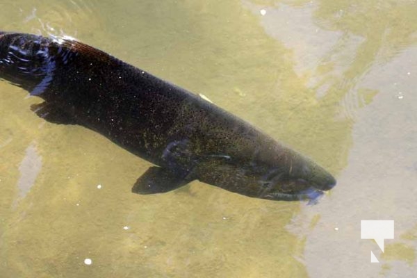 August 30, 2025 Salmon Ganaraska River 0414