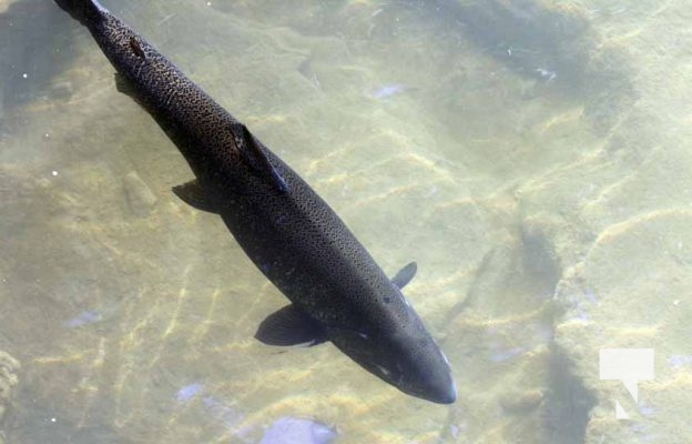 August 30, 2025 Salmon Ganaraska River 0416