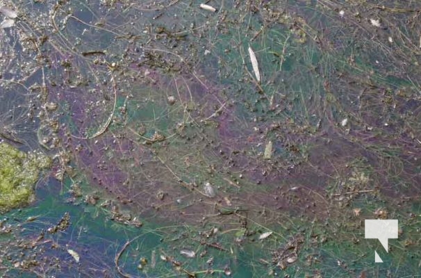 August 7, 2025 Fuel Spill Cobourg Harbour5594