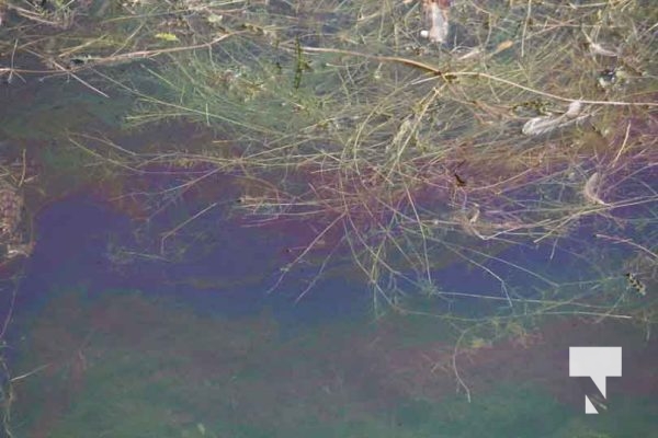 August 7, 2025 Fuel Spill Cobourg Harbour5597