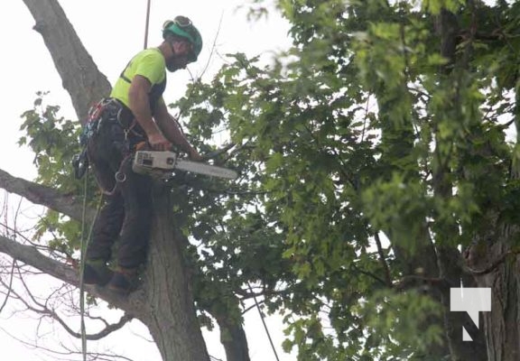 July 26, 2025 For the Love of Trees5138