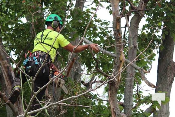 July 26, 2025 For the Love of Trees5141