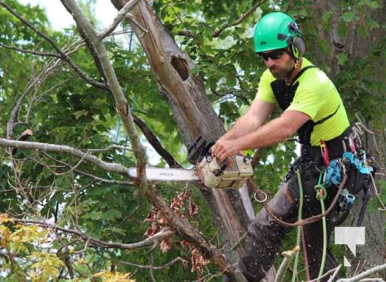 July 26, 2025 For the Love of Trees5142