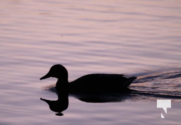 September 1, 2025 Sunset Duck 0538